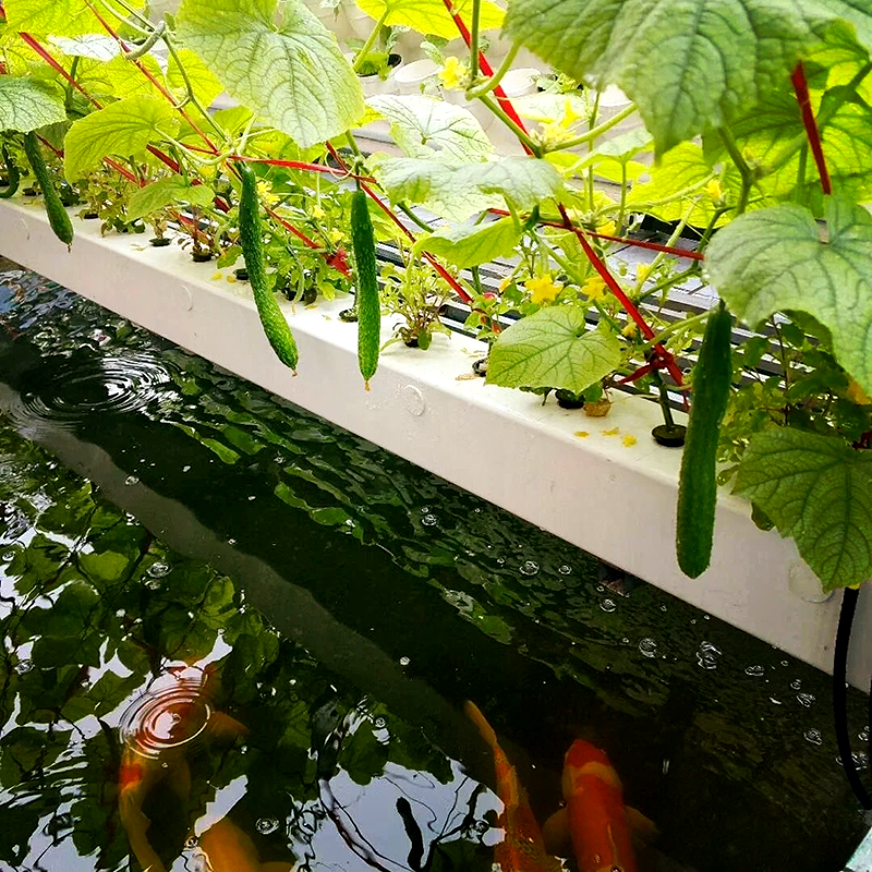 九江市薄膜大棚鱼菜共生 - 排名